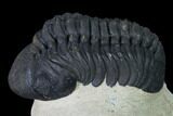 Detailed, Reedops Trilobite - Atchana, Morocco #165927-5